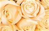 Rose Foto Wallpaper (1) #2