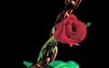 Rose Foto Wallpaper (1) #6