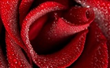 Rose Foto tapety (1) #7