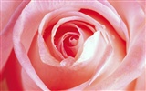 Rose Foto Wallpaper (1) #8