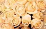 Rose Photo Wallpaper (1) #16