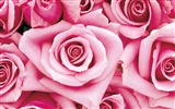 Rose Foto Wallpaper (1) #18