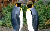 Penguin Photo Wallpaper #5