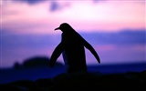 Penguin Photo Wallpaper #8