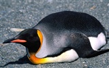 Penguin Photo Wallpaper #9