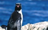 Penguin Foto Wallpaper #11