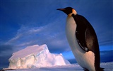 Penguin Foto Wallpaper #12