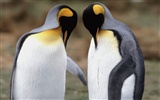 Penguin Fondos de Fotografía #14