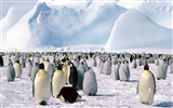 Penguin Photo Wallpaper #16