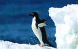 Penguin Foto Wallpaper #17