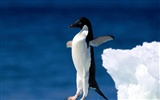 Penguin Fondos de Fotografía #18