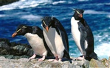 Penguin Photo Wallpaper #22