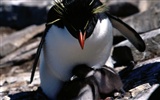 Penguin Fondos de Fotografía #27