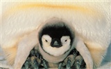 ペンギン写真の壁紙 #29