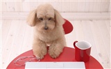 Puppy Photo HD Wallpaper (4) #14