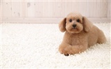 Puppy Foto HD Tapety na plochu (4) #19