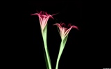 výhledu fluorescence širokoúhlý Tapeta