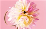 Wedding Flowers Wallpapers (4) #16