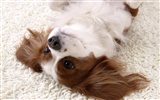 Puppy Photo HD Wallpaper (5) #13