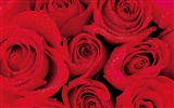 Rose Foto Wallpaper (2) #2