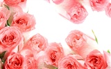 Rose Foto Wallpaper (2) #4