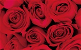 Rose Foto Wallpaper (2) #6