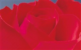 Rose Foto tapety (2) #9