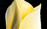 Rose Foto Wallpaper (2) #12