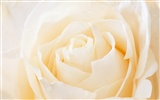 Rose Photo Wallpaper (2) #17