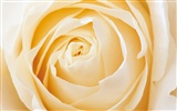 Rose Photo Wallpaper (2) #18