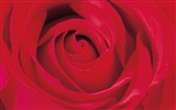 Rose Foto Wallpaper (2) #19