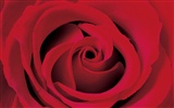 Rose Foto Wallpaper (2) #20