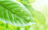 Watermark fresh green leaf wallpaper #7