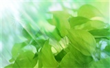 Watermark свежих зеленых листьев обои #10