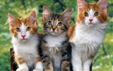 1600 Cat Photo Wallpaper (1) #3