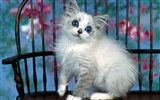 1600 Cat Photo Wallpaper (1) #6