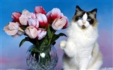 1600 Cat Photo Wallpaper (1) #7