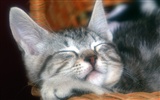 1600 Cat Photo Wallpaper (1) #15