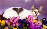 1600 Gato Wallpaper Foto (1) #18