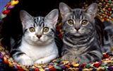 1,600 고양이 사진 바탕 화면 (1) #20