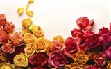 Large Rose Photo Wallpaper (1) #5