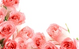 Large Rose Foto Wallpaper (1) #7