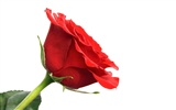 Large Rose Photo Wallpaper (1) #9