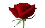 Large Rose Photo Wallpaper (1) #10