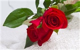 Large Rose Photo Wallpaper (1)