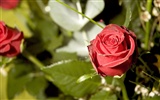 Large Rose Photo Wallpaper (1) #15