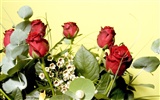 Large Rose Photo Wallpaper (1) #16