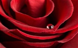 Large Rose Photo Wallpaper (1) #17