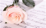 Large Rose Photo Wallpaper (1) #18