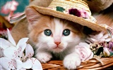 1600 Gato Foto Wallpaper (2)